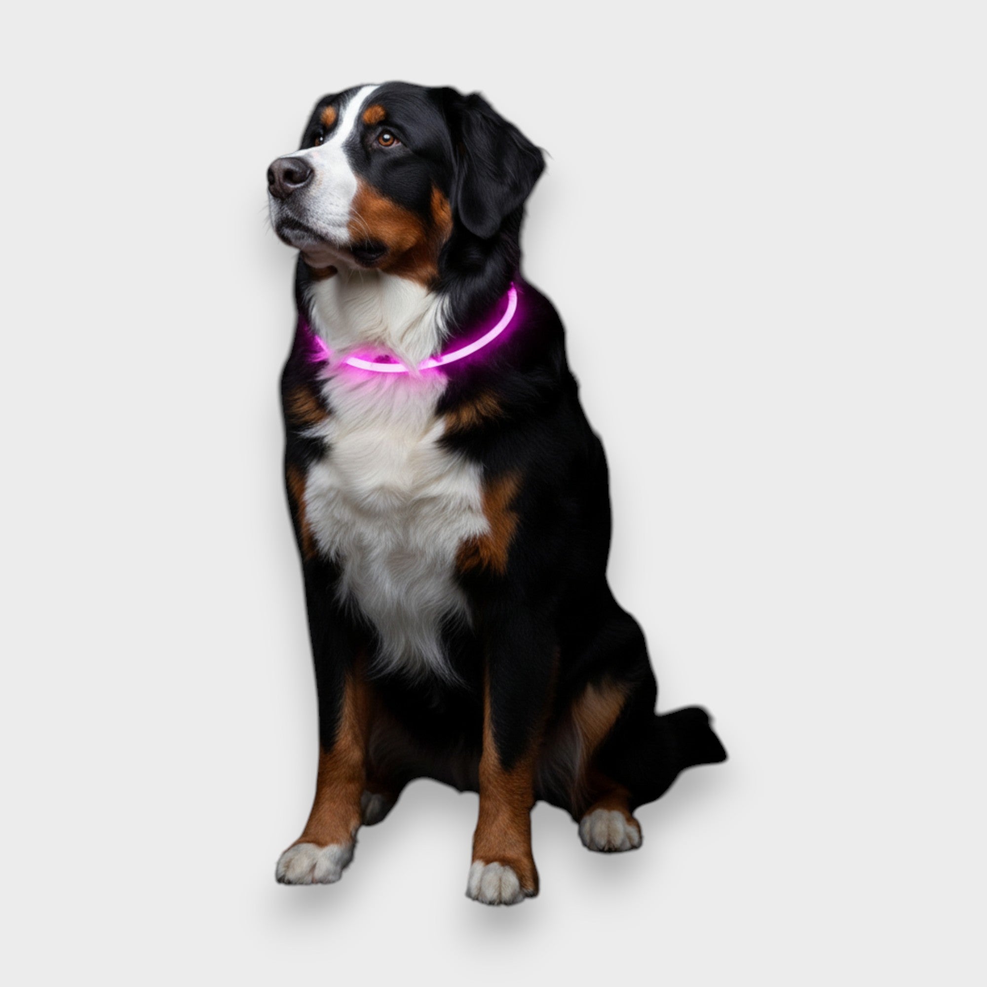 Collar LED de Seguridad - Recargable por USB - 500m